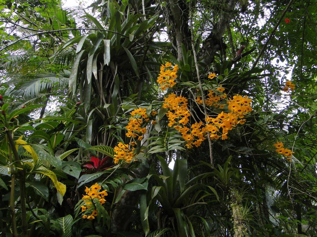 Pousada Do Oasis Morretes Eksteriør bilde