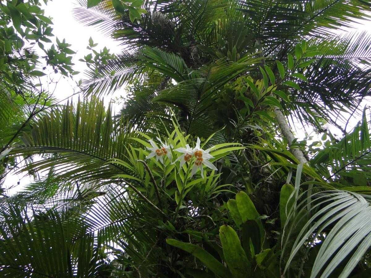 Pousada Do Oasis Morretes Eksteriør bilde